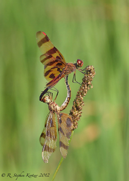 Celithemis eponina, mating pair